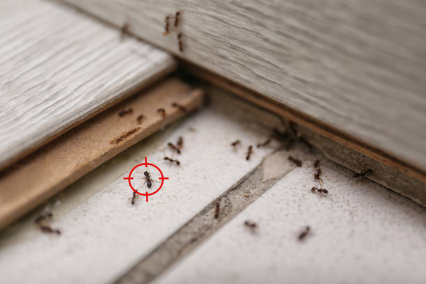 Best Pest Prevention Services  in Beechwood, MI