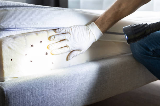 Best Insect Control  in Beechwood, MI