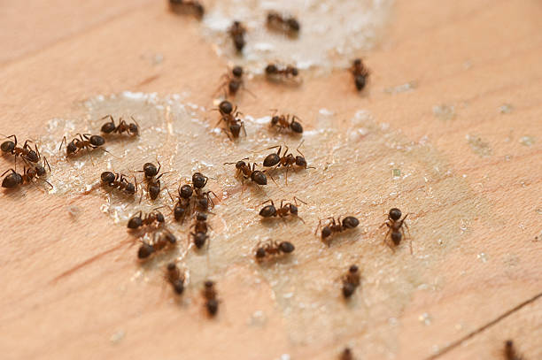 Best Wasp Removal Services  in Beechwood, MI