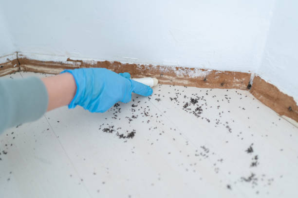 Insect Control in Beechwood, MI