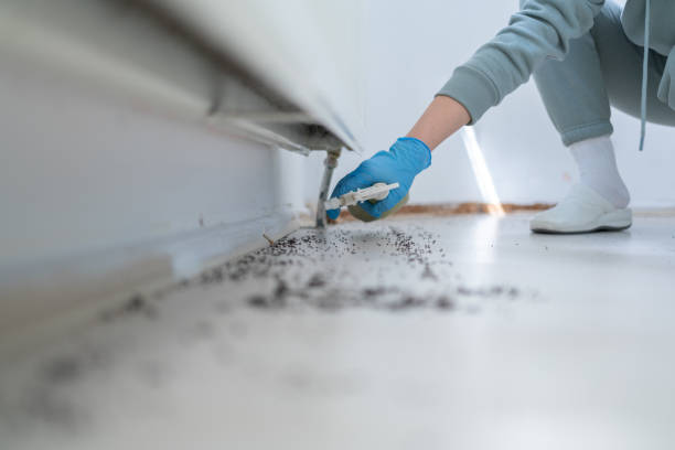 Best Rat Extermination Near Me  in Beechwood, MI